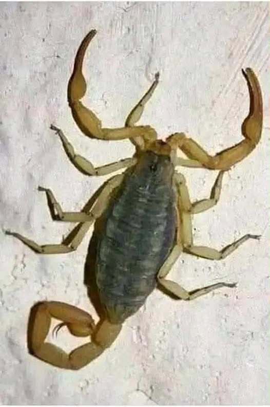 What It Means When a Scorpion Appears in Your Home: Practical Reasons, Cultural Symbolism, and Thoughtful Insights