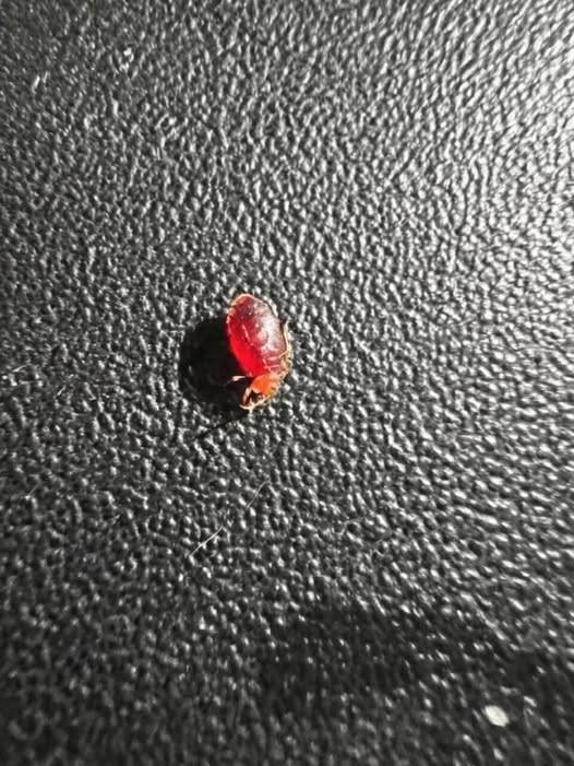 Unexpected Creatures in Your Car: Understanding Small Desert Arthropods and Practical Ways to Keep Your Vehicle Clean