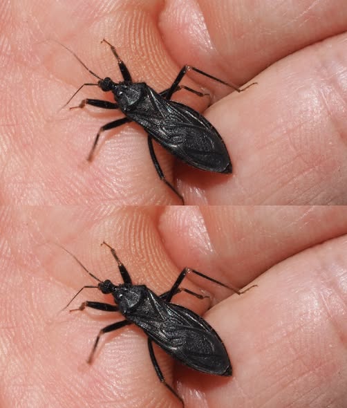 What to Do If You’re Bitten by an Assassin Bug: A Complete Guide to Staying Safe and Informed