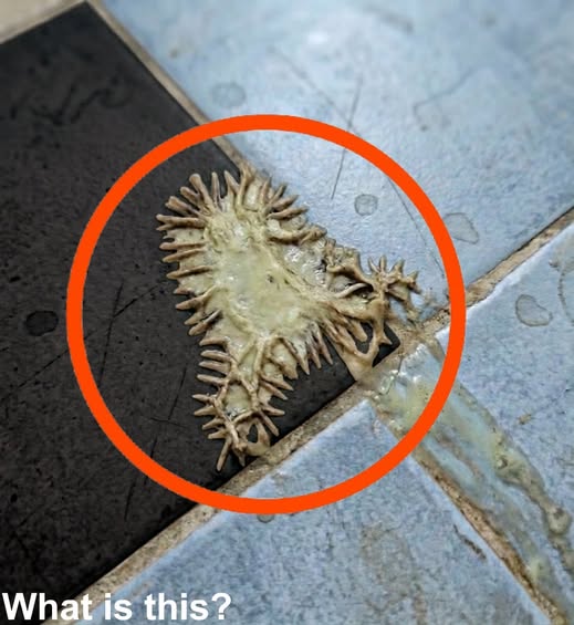 The Unexpected Discovery at Home: What a Strange Bathroom Find Taught Us About Everyday Spaces