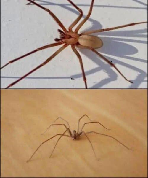 The Brown Recluse Spider Explained: Identification, Habitat, Behavior, and Practical Safety Tips